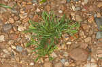 Common hardgrass